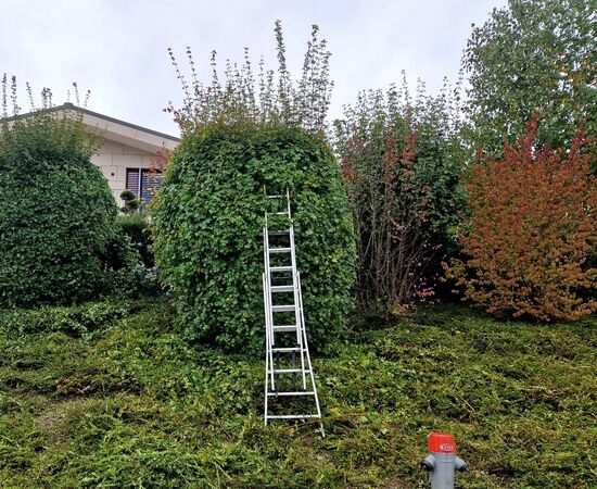 Gartenunterhalt mit Formgehölzschnitt in Zumikon und Umgebung