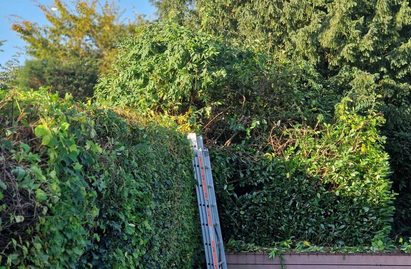 Gartenunterhalt mit Heckenschnitt in Zumikon und Umgebung