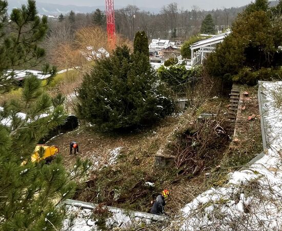 Baumfällarbeiten in Zumikon und Umgebung