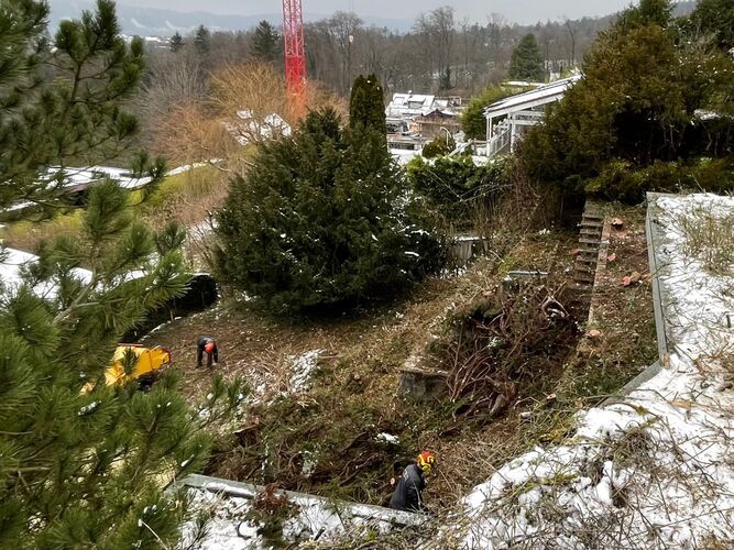 Baumfällarbeiten in Zumikon und Umgebung
