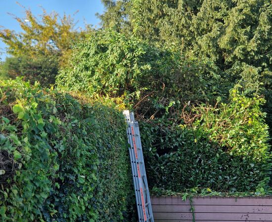 Gartenunterhalt mit Heckenschnitt in Zumikon und Umgebung