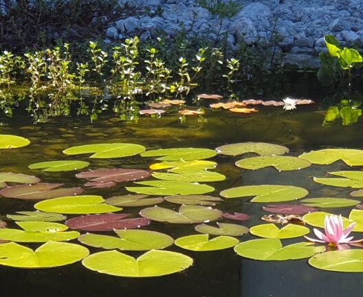 Naturgarten, Privatgarten Ottikon